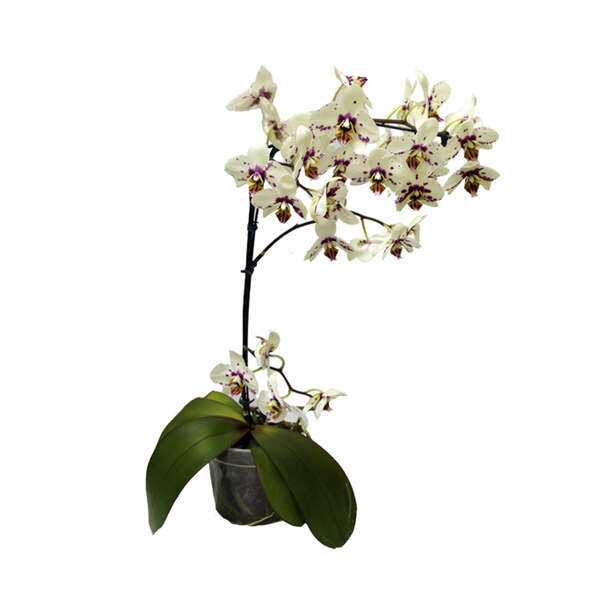 Orquídea Phalaenopsis 11 Flores Cascata Pote 15