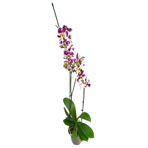 Orquídea Phalaenopsis 2 Hastes Pote 15