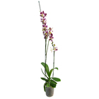 Orquídea Phalaenopsis 2 Hastes Pote 15