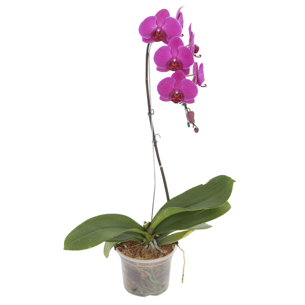 Orquídea Phalaenopsis 8/10 Flores Cascata Pote 15