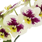 Orquídea Phalaenopsis 8/10 Flores Cascata Pote 15