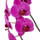 Orquídea Phalaenopsis 8/10 Flores Cascata Pote 15
