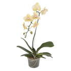 Orquídea Phalaenopsis 8/10 Flores Cascata Pote 15