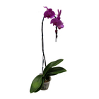Orquídea Phalaenopsis Cascata Pote 15