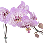Orquídea Phalaenopsis Cascata Pote 15 Planta Natural