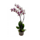 Orquídea Phalaenopsis Especial Pote 12
