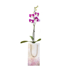 Orquídea Phalaenopsis Especial Pote 12 com sacola