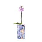 Orquídea Phalaenopsis Especial Pote 12 com sacola