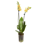 Orquídea Phalaenopsis Mini Pote 09