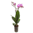 Orquídea Phalaenopsis Mini Pote 09