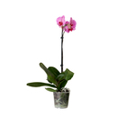 Orquídea Phalaenopsis Perfilhado Pote 15