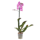 Orquídea Phalaenopsis Pote 12