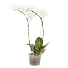 Orquídea Phalaenopsis Pote 12 Planta Natural