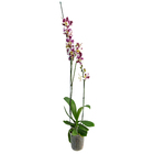 Orquídea Phalaenopsis Pote 12 Planta Natural