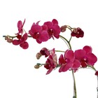 Orquídea Phalaenopsis Pote 12 Planta Natural