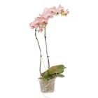 Orquídea Phalaenopsis Pote 12 Planta Natural