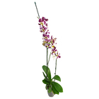 Orquídea Phalaenopsis Pote 12 Planta Natural