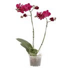 Orquídea Phalaenopsis Pote 12 Planta Natural