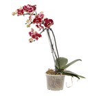 Orquídea Phalaenopsis Pote 12 Planta Natural