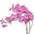 Orquídea Phalaenopsis Pote 12 Planta Natural