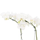 Orquídea Phalaenopsis Pote 12 Planta Natural