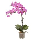 Orquídea Phalaenopsis Pote 12 Planta Natural