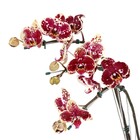 Orquídea Phalaenopsis Pote 12 Planta Natural