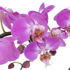 Orquídea Phalaenopsis Pote 12 Sortida Planta Natural 2 Hastes Coração