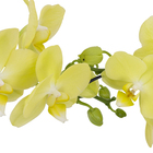 Orquídea Phalaenopsis Pote 12 Sortida Planta Natural 2 Hastes Coração
