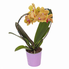 Orquídea Phalaenopsis Pote 12 Sortida Planta Natural 2 Hastes Coração