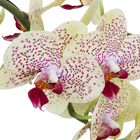 Orquídea Phalaenopsis Pote 12 Sortida Planta Natural 2 Hastes Coração