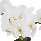 Orquídea Phalaenopsis Pote 12 Sortida Planta Natural 2 Hastes Coração