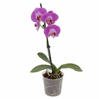 Orquídea Phalaenopsis Pote 12 Sortida Planta Natural