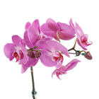 Orquídea Phalaenopsis Pote 15