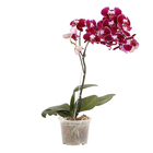 Orquídea Phalaenopsis Pote 15