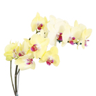 Orquídea Phalaenopsis Pote 15