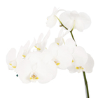 Orquídea Phalaenopsis Pote 15