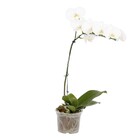 Orquídea Phalaenopsis Pote 15 Planta Natural