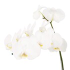Orquídea Phalaenopsis Pote 15 Planta Natural