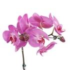 Orquídea Phalaenopsis Pote 15 Planta Natural