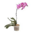 Orquídea Phalaenopsis Pote 15 Planta Natural