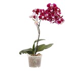 Orquídea Phalaenopsis Pote 15 Planta Natural