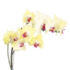 Orquídea Phalaenopsis Pote 15 Planta Natural