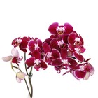 Orquídea Phalaenopsis Pote 15 Planta Natural