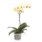 Orquídea Phalaenopsis Pote 15 Planta Natural