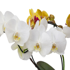 Orquídea Phalaenopsis Pote 15 Planta Natural