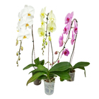 Orquídea Phalaenopsis Pote 15 Planta Natural