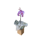 Orquídea Presente 10cm Sortida Pote 12 Planta Natural
