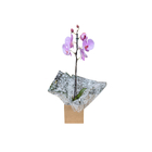 Orquídea Presente 10cm Sortida Pote 12 Planta Natural