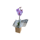 Orquídea Presente 10cm Sortida Pote 12 Planta Natural
